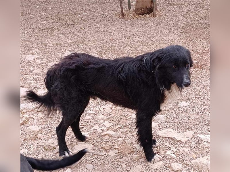 Corwin Border Collie Mix sucht ein liebes Zuhause oder erfahrene Pflegestelle