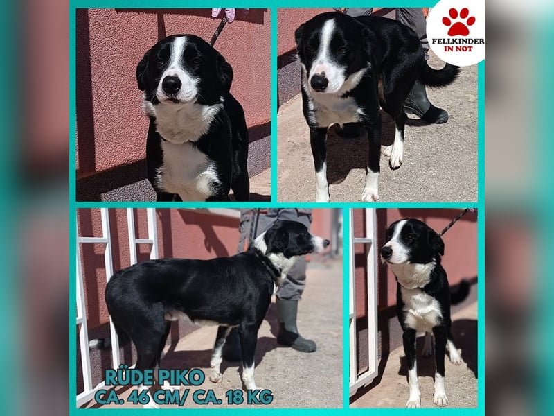 Border Collie Mischlings Piko wünscht sich ein zuhause