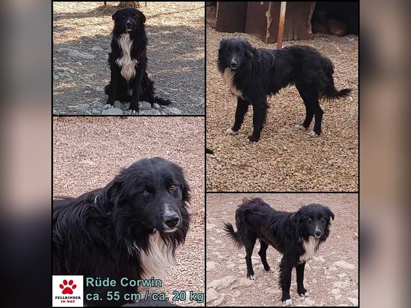Corwin Border Collie Mix sucht ein liebes Zuhause oder erfahrene Pflegestelle