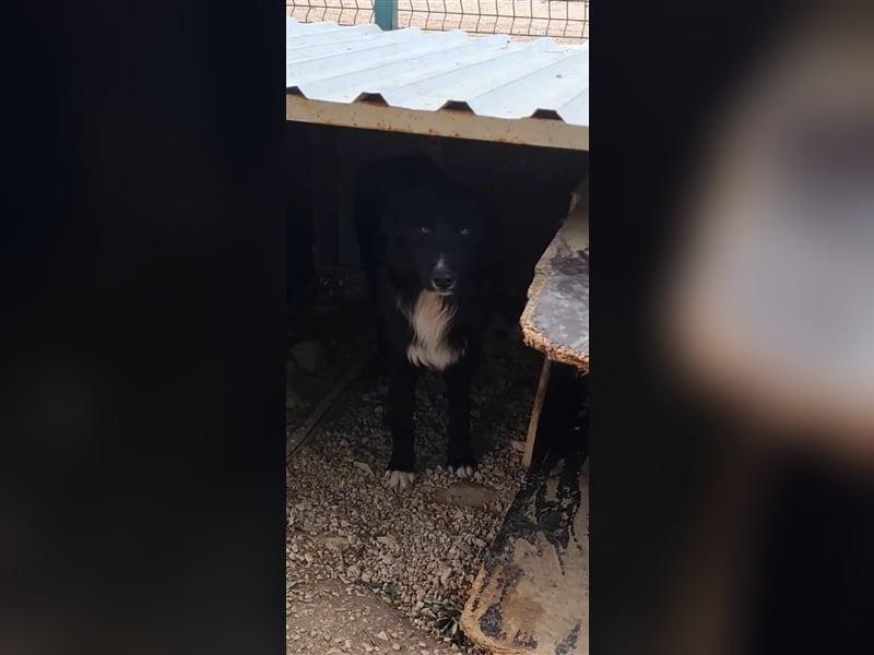 Corwin Border Collie Mix sucht ein liebes Zuhause oder erfahrene Pflegestelle