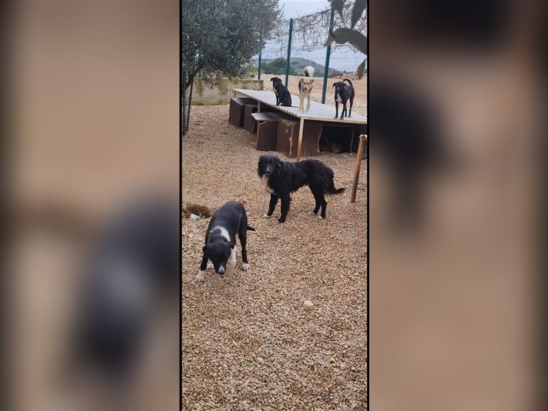 Corwin Border Collie Mix sucht ein liebes Zuhause oder erfahrene Pflegestelle