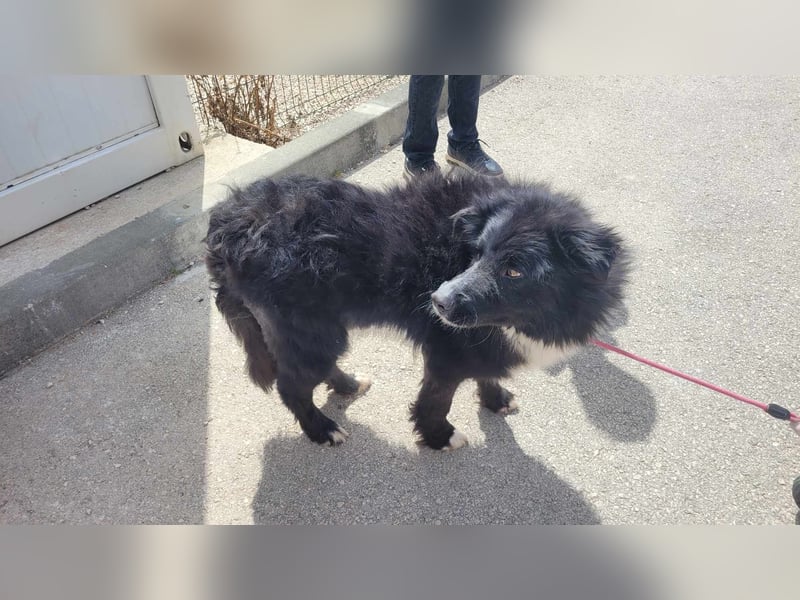 Corwin Border Collie Mix sucht ein liebes Zuhause oder erfahrene Pflegestelle