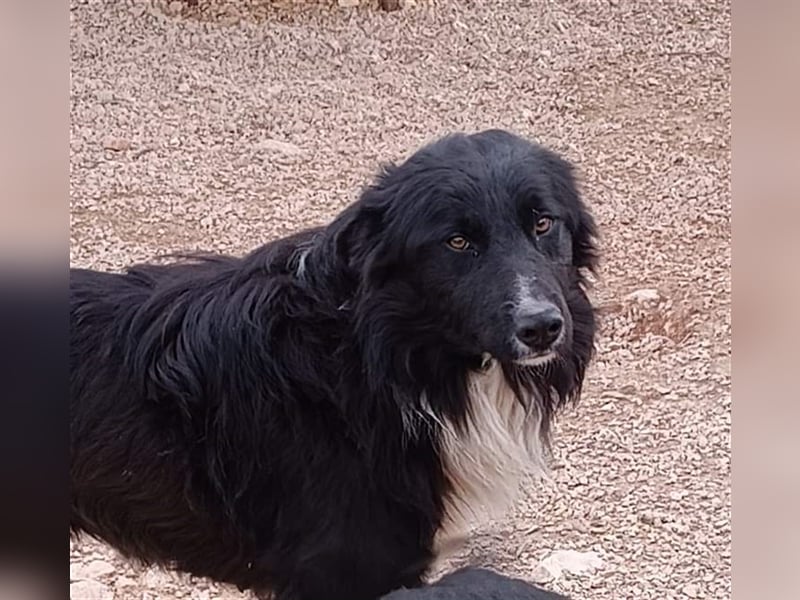 Corwin Border Collie Mix sucht ein liebes Zuhause oder erfahrene Pflegestelle