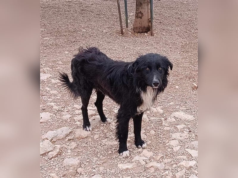 Corwin Border Collie Mix sucht ein liebes Zuhause oder erfahrene Pflegestelle