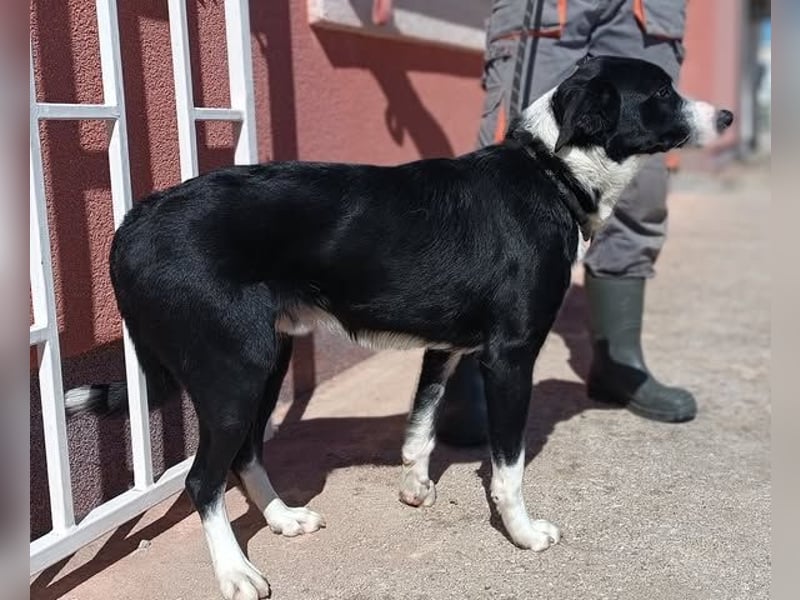 Border Collie Mischlings Piko wünscht sich ein zuhause