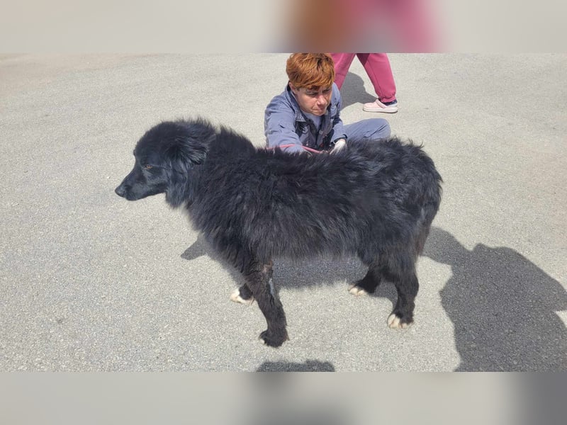 Corwin Border Collie Mix sucht ein liebes Zuhause oder erfahrene Pflegestelle