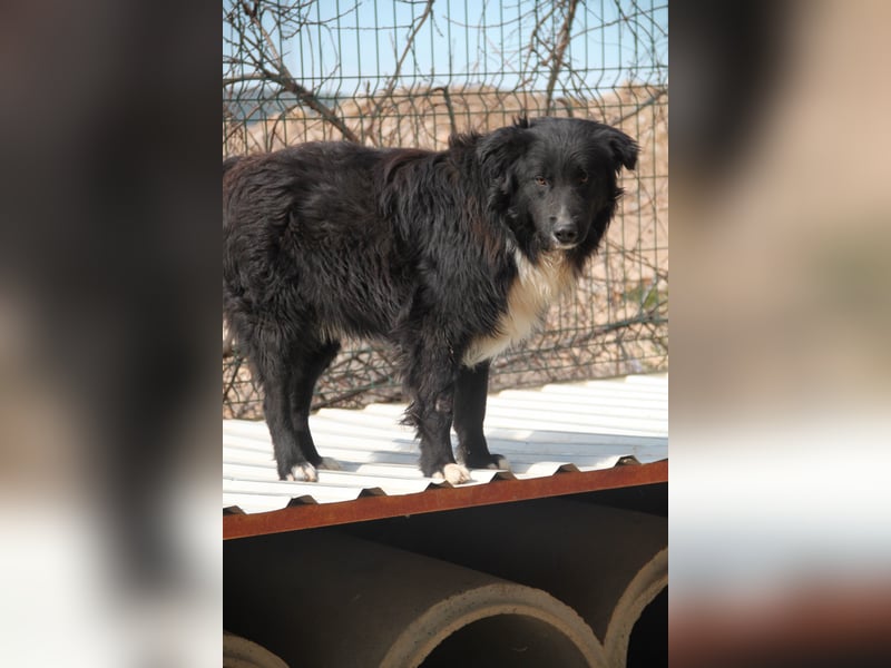 Corwin Border Collie Mix sucht ein liebes Zuhause oder erfahrene Pflegestelle