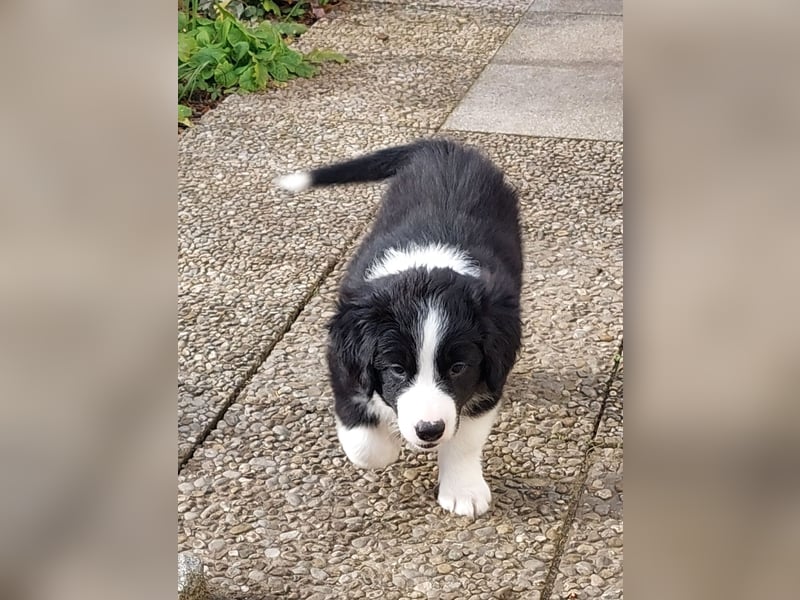 Welpe Lia Bordercollie-Mischling (12Wochen) Hündin newest