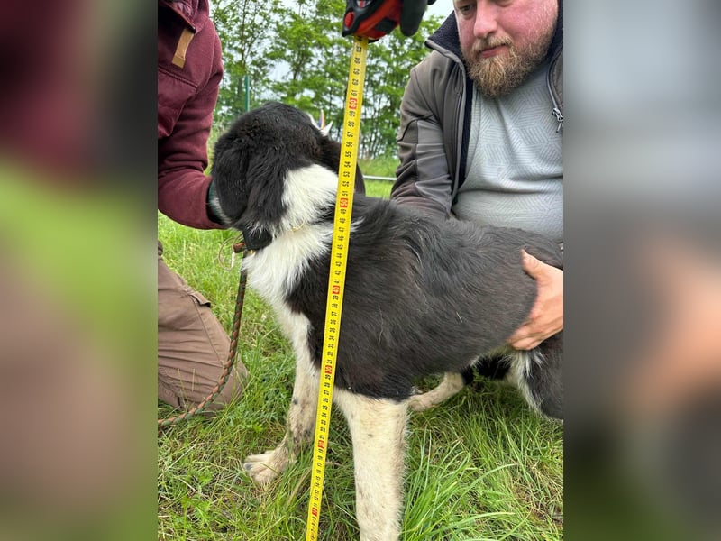 Deza, geboren 01.10.2024, 50cm sucht sein Zuhause