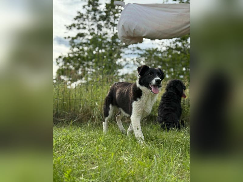 Deza, geboren 01.10.2024, 50cm sucht sein Zuhause