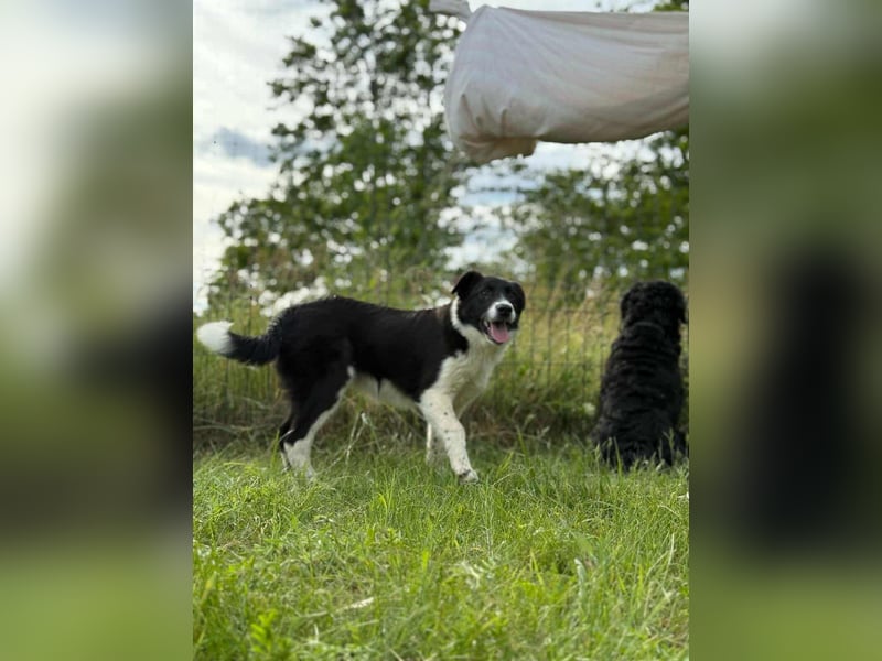 Deza, geboren 01.10.2024, 50cm sucht sein Zuhause