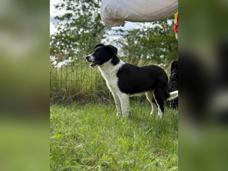 Deza, geboren 01.10.2024, 50cm sucht sein Zuhause