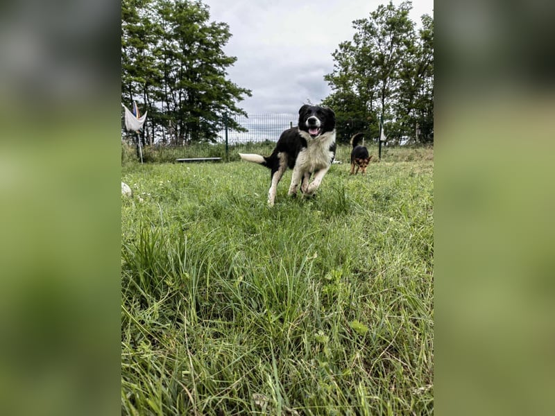 Deza, geboren 01.10.2024, 50cm sucht sein Zuhause