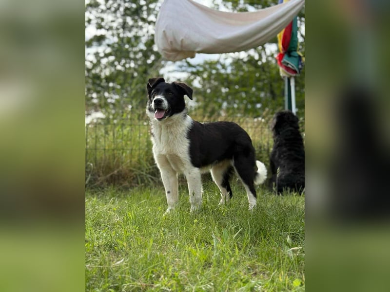 Deza, geboren 01.10.2024, 50cm sucht sein Zuhause