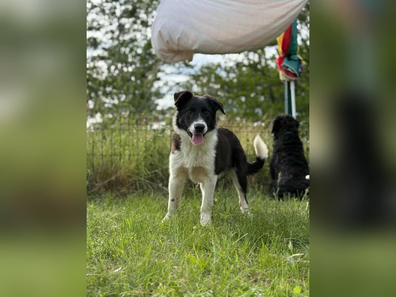 Deza, geboren 01.10.2024, 50cm sucht sein Zuhause