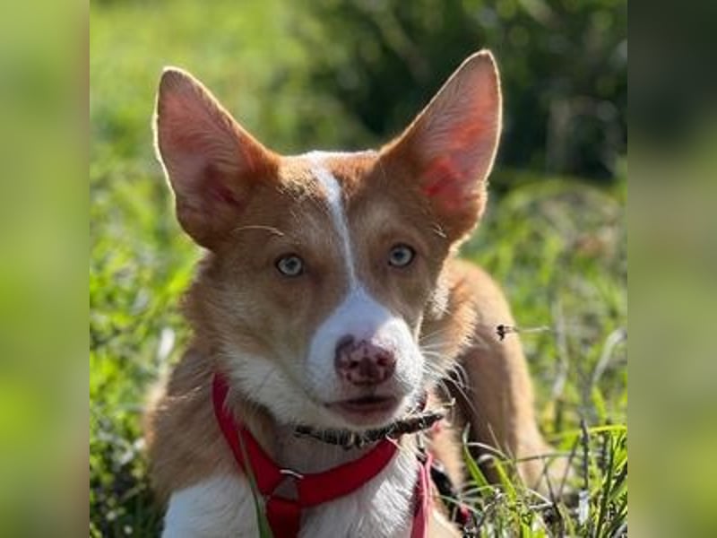 Timon (Spanien) – ein „kleiner Fuchs“, der Sie lächeln lässt