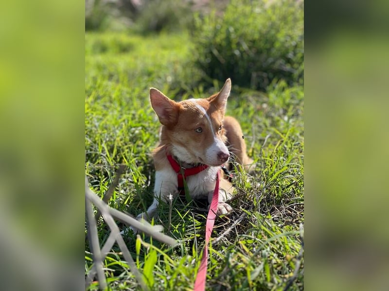 Timon (Spanien) – ein „kleiner Fuchs“, der Sie lächeln lässt
