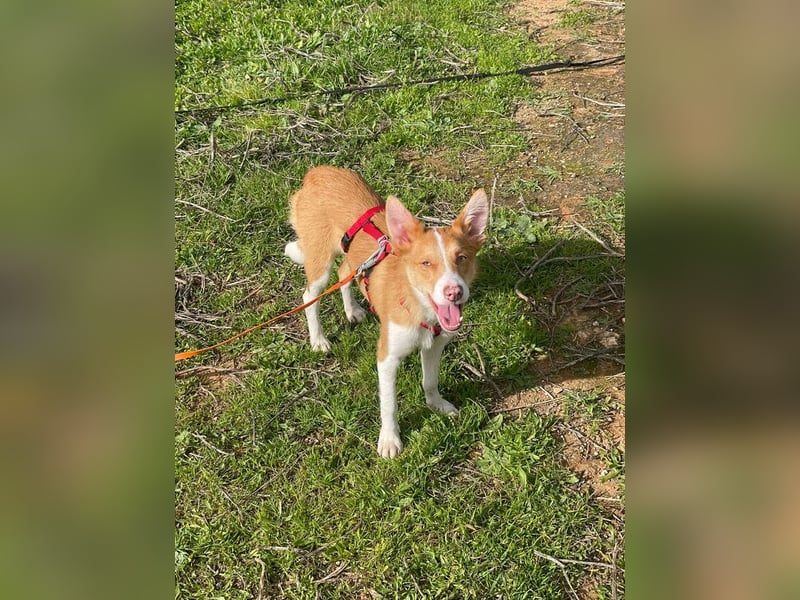 Timon (Spanien) – ein „kleiner Fuchs“, der Sie lächeln lässt