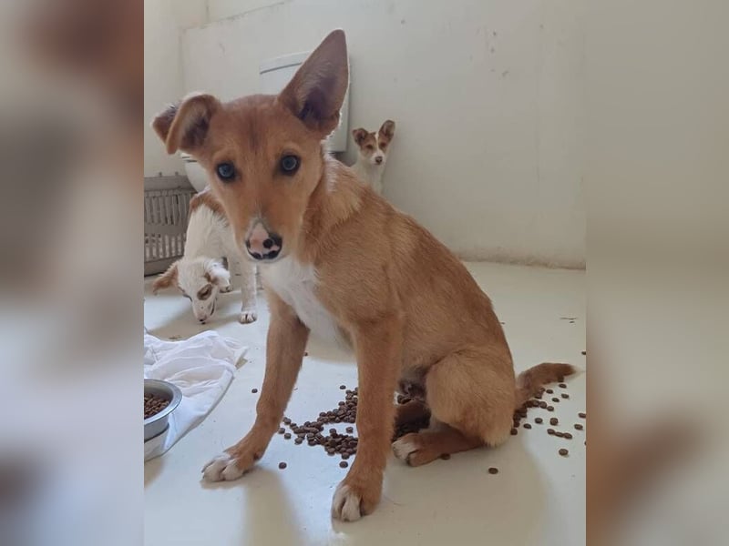 Scar (Spanien) – sein schwarz-rosa Näschen wird Ihr Herz erobern