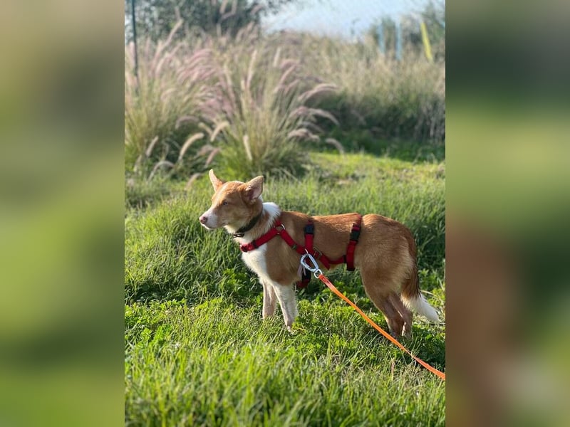 Timon (Spanien) – ein „kleiner Fuchs“, der Sie lächeln lässt