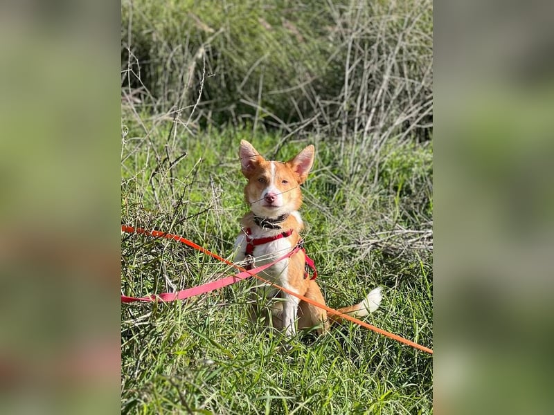 Timon (Spanien) – ein „kleiner Fuchs“, der Sie lächeln lässt