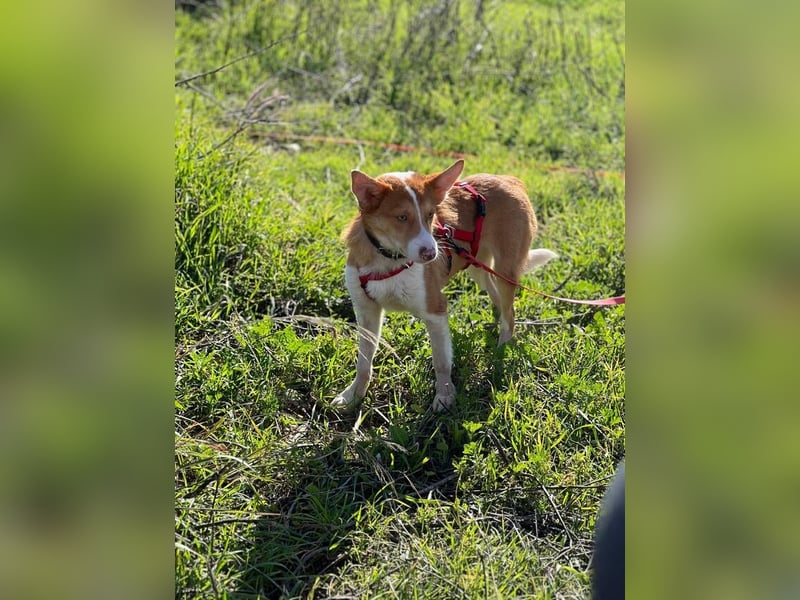 Timon (Spanien) – ein „kleiner Fuchs“, der Sie lächeln lässt
