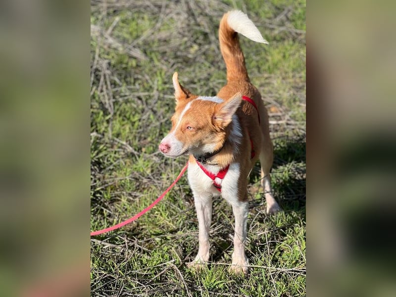 Timon (Spanien) – ein „kleiner Fuchs“, der Sie lächeln lässt