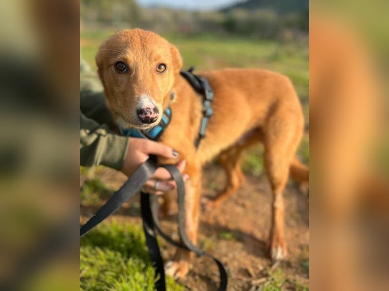 Scar (Spanien) – sein schwarz-rosa Näschen wird Ihr Herz erobern