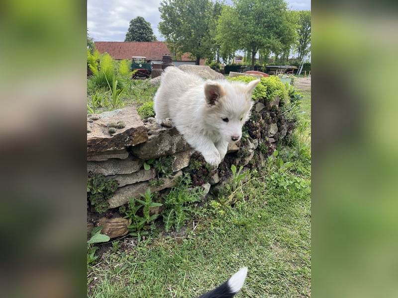 Border Collie rüde
