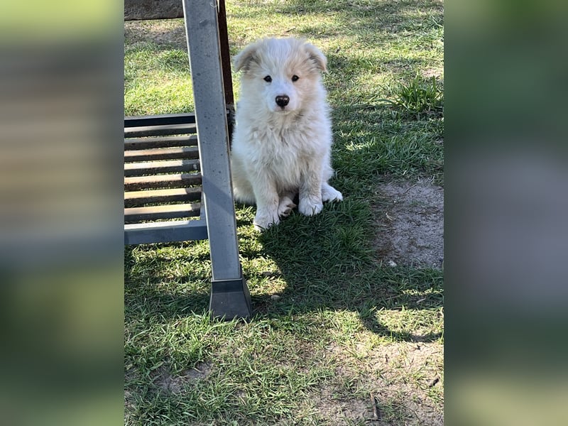 Border Collie rüde