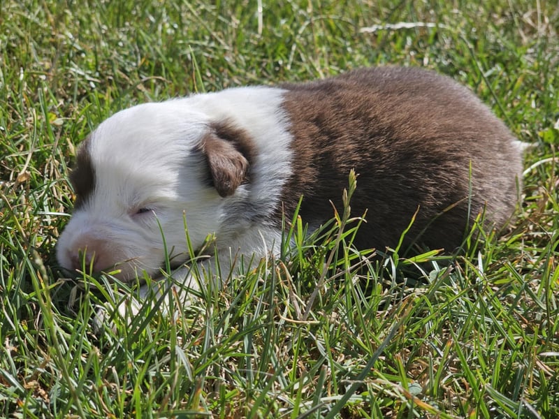 Border Collie Welpen -  Rüden und Hündinnen