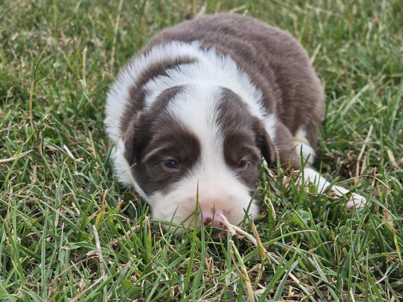 Border Collie Welpen -  Rüden und Hündinnen