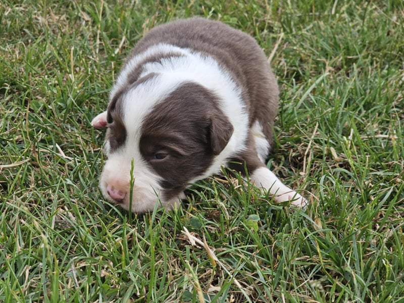 Border Collie Welpen -  Rüden und Hündinnen