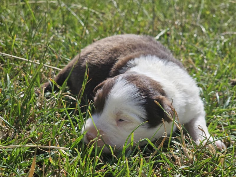 Border Collie Welpen -  Rüden und Hündinnen