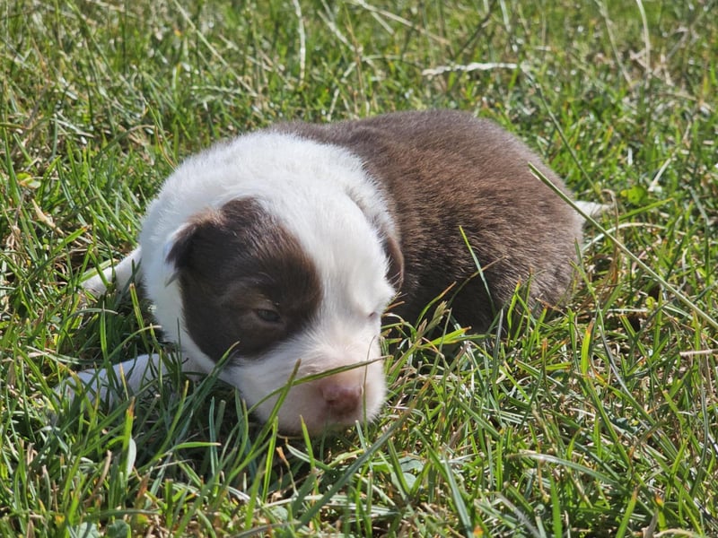 Border Collie Welpen -  Rüden und Hündinnen