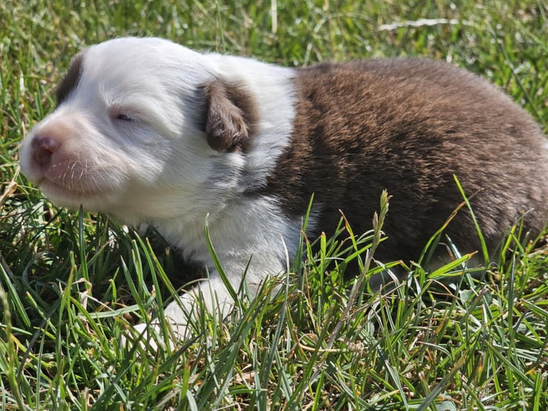 Border Collie Welpen -  Rüden und Hündinnen