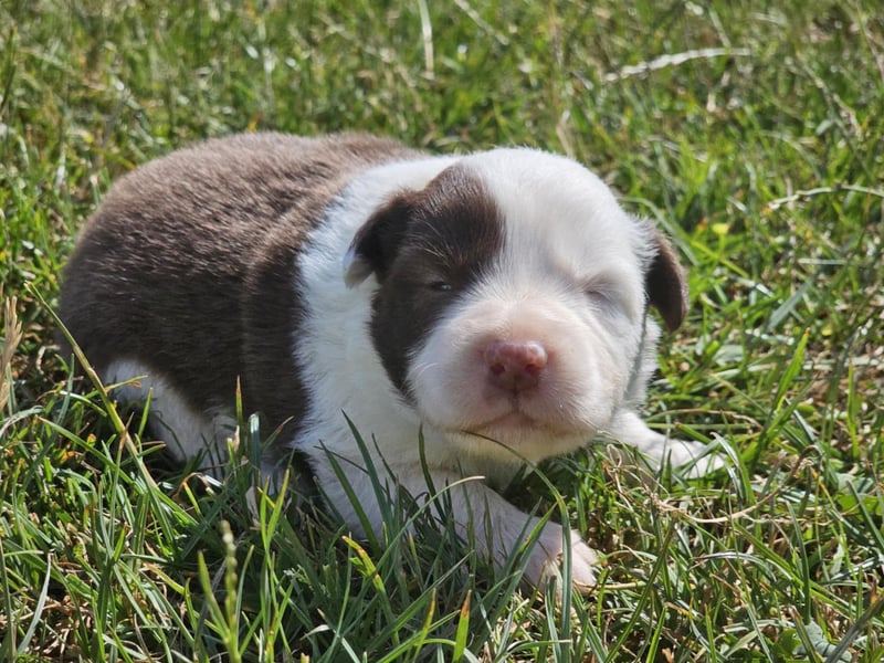 Border Collie Welpen -  Rüden und Hündinnen