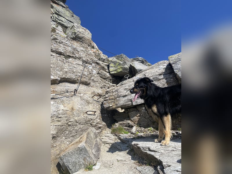 Familienhund in gute Hände abzugeben