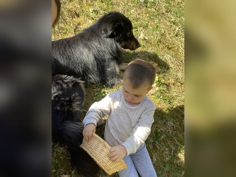 Familienhund in gute Hände abzugeben