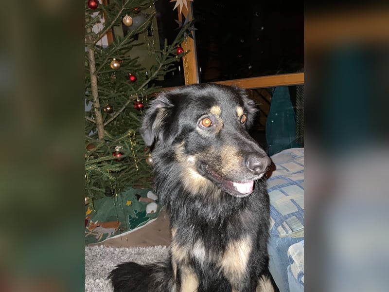 Familienhund in gute Hände abzugeben
