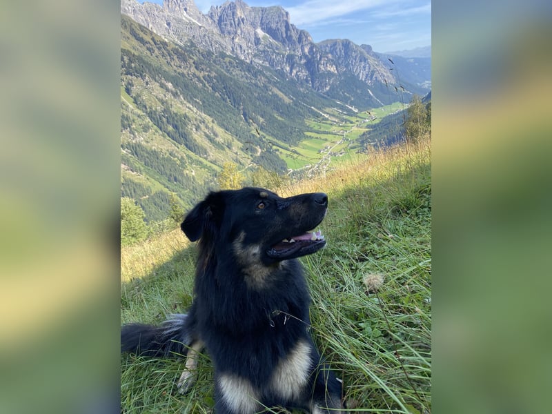 Familienhund in gute Hände abzugeben