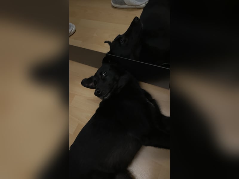 Border Collie mix abzugeben