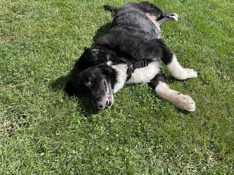 Flynn sucht sein für immer zu Hause