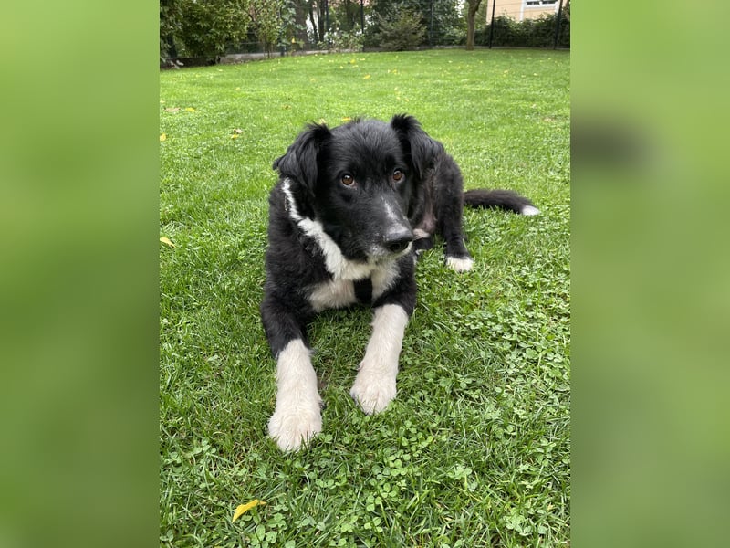 Flynn sucht sein für immer zu Hause