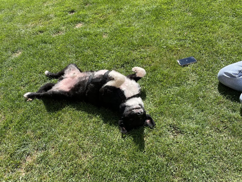 Flynn sucht sein für immer zu Hause
