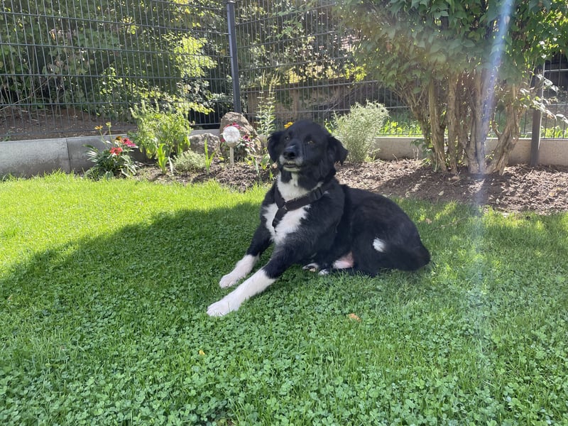 Flynn sucht sein für immer zu Hause