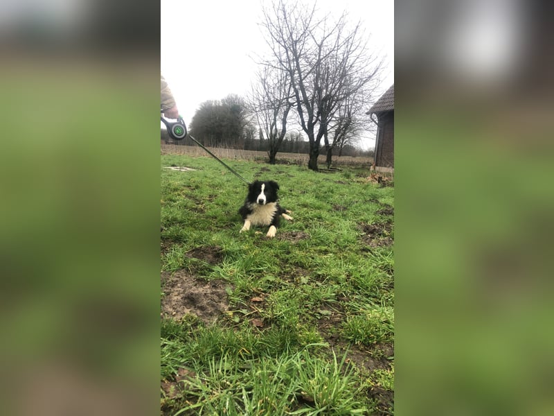 border collie