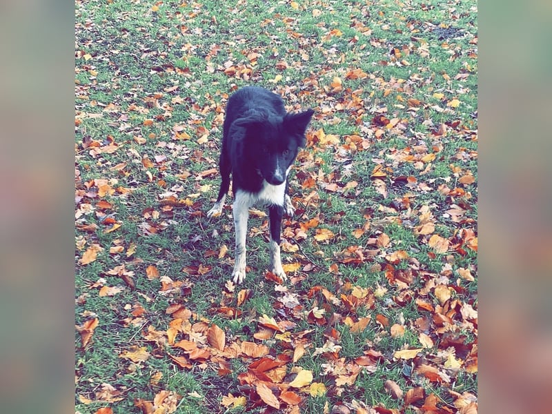 border collie