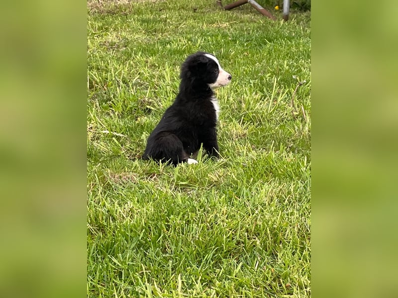 border collie