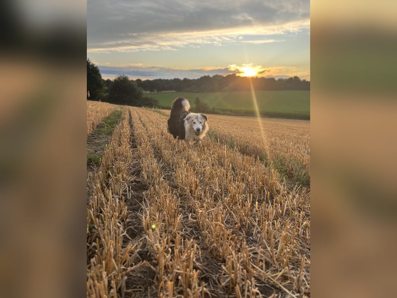Border Collie Loky